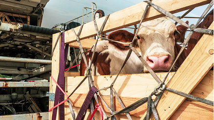 A cow